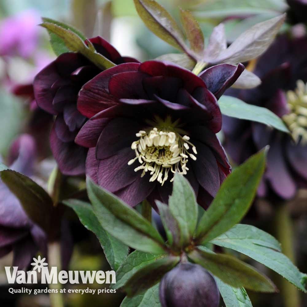 Hellebore 'Double Black'