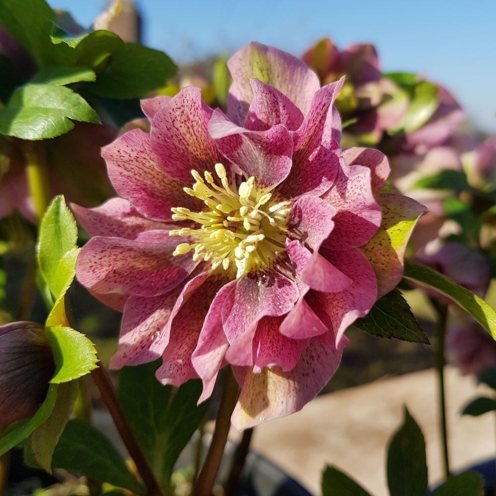 Hellebore Double Pink