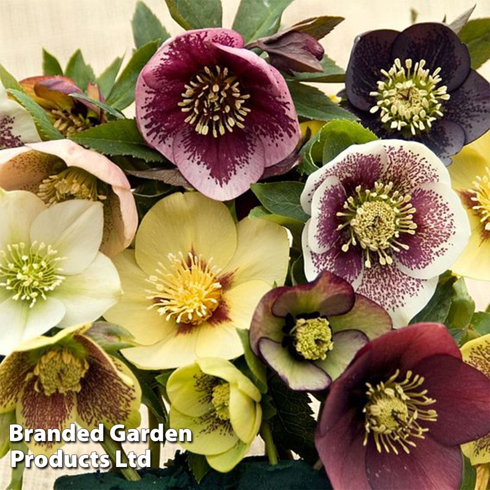 Helleborus Lenten Beauty Mix