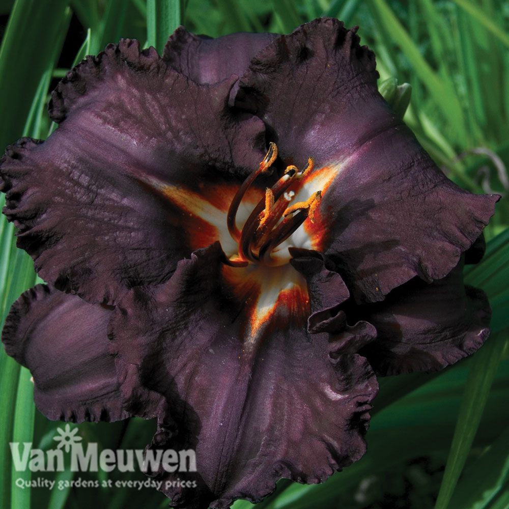 Hemerocallis 'Black Magic'