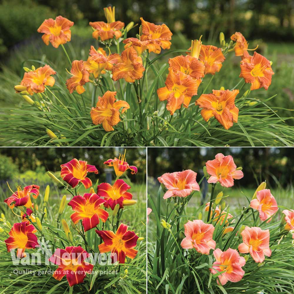 Hemerocallis 'Everyday Lily Series'