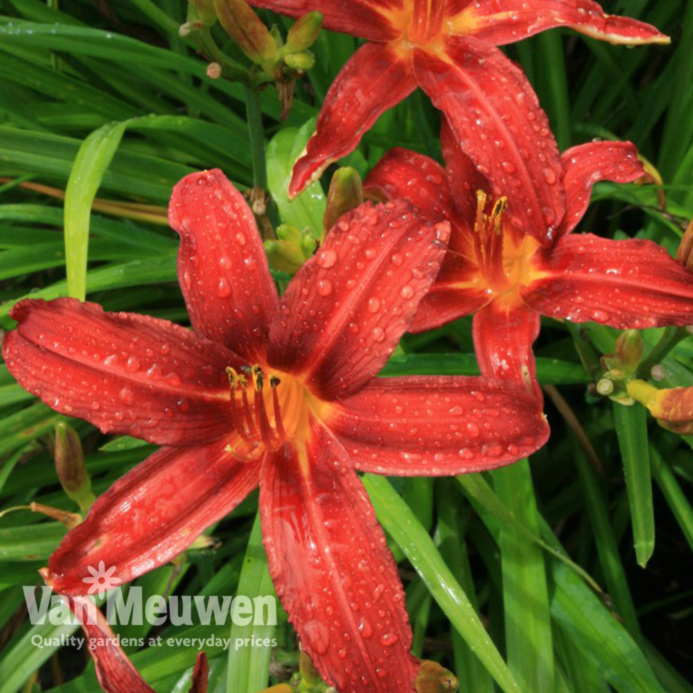 Daylily 'Crimson Pirate'