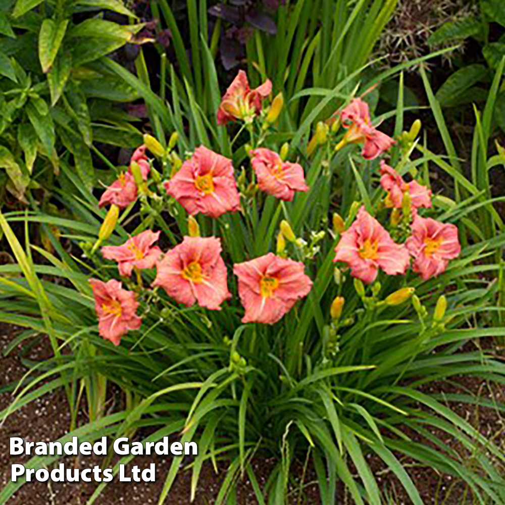Hemerocallis 'Dress Code'