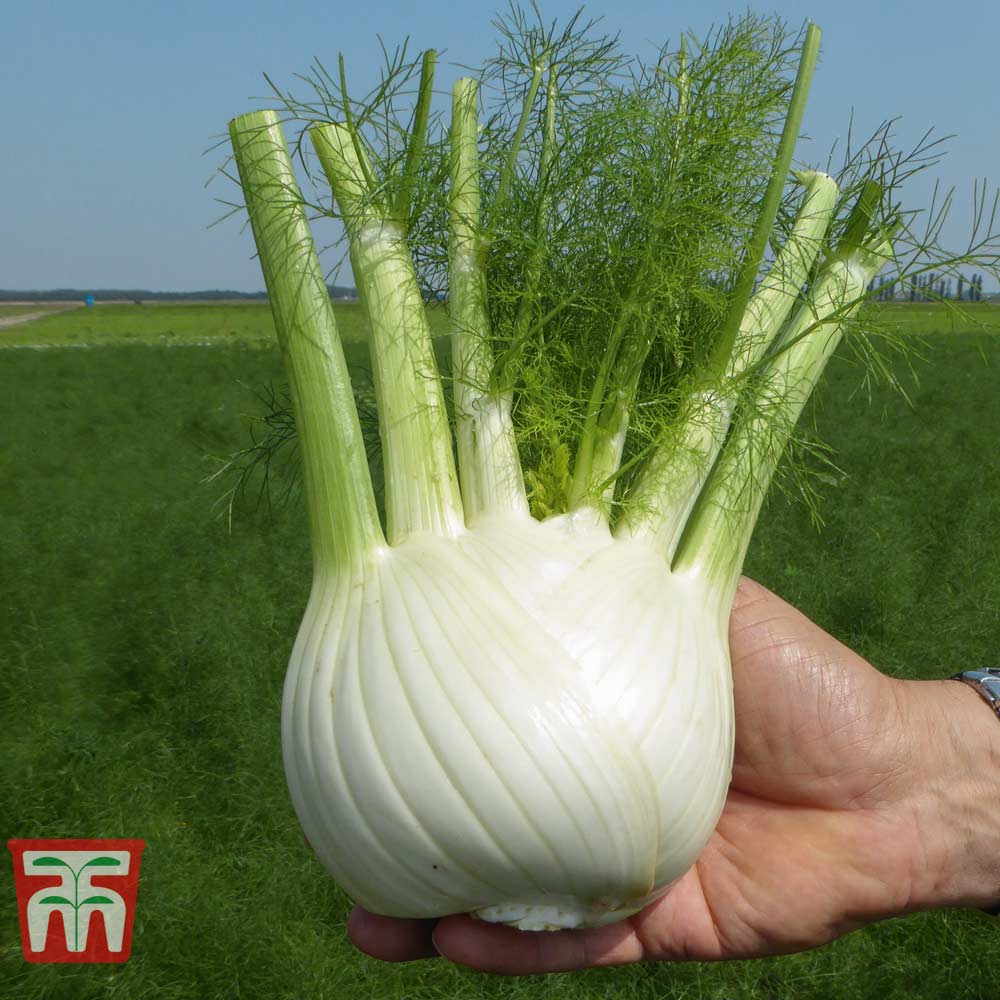 Fennel 'Dragon' F1 Hybrid