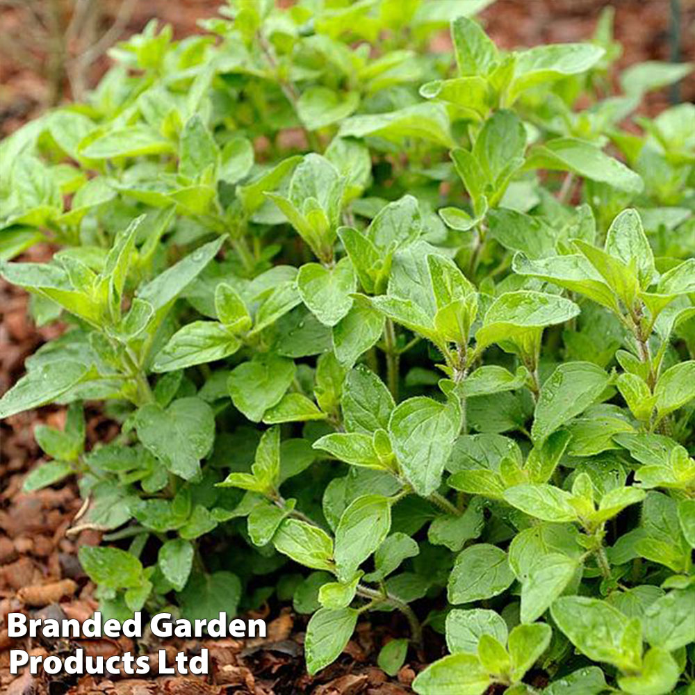 Oregano 'Hot and Spicy'