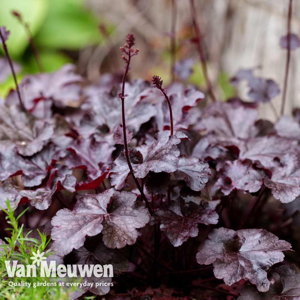 Heuchera villosa 'Palace Purple'