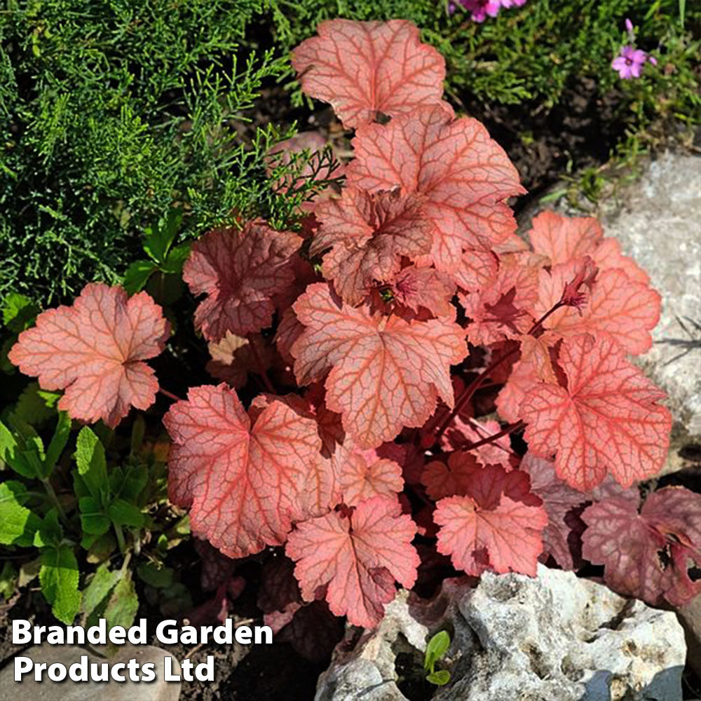 Heuchera 'Georgia Peach'