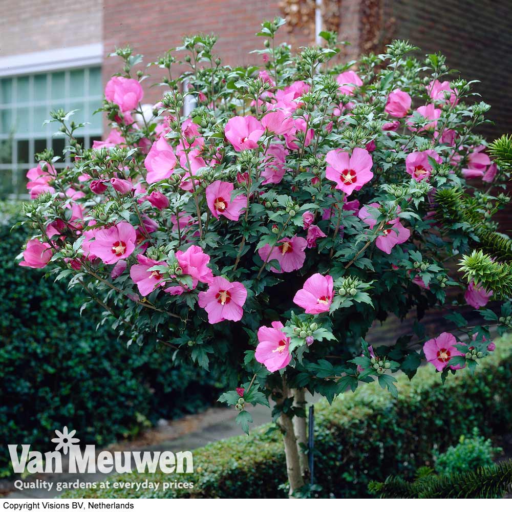 Hibiscus syriacus 'Woodbridge'