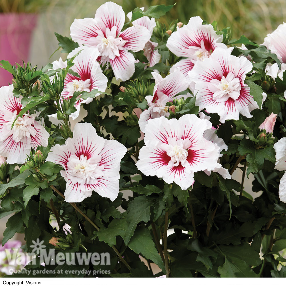 Hibiscus 'Starburst Chiffon'