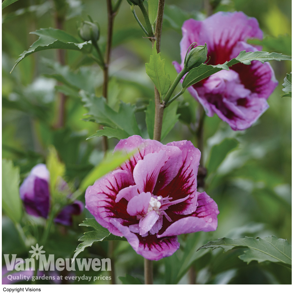 Hibiscus syriacus 'Purple Pillar'