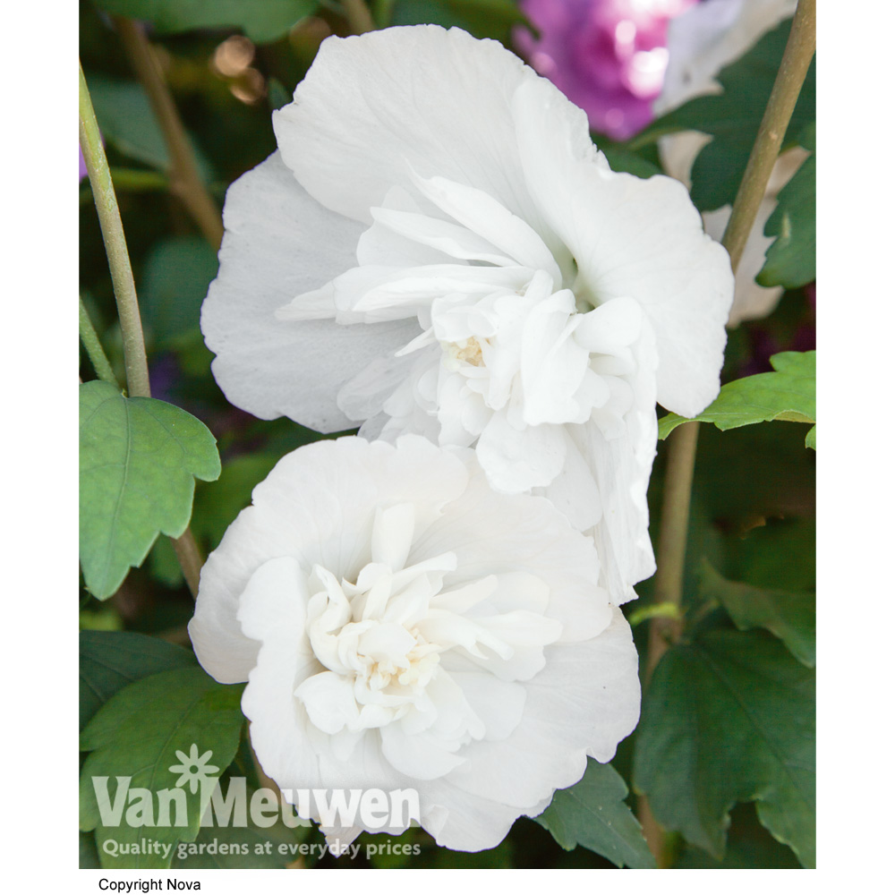 Hibiscus syriacus 'White Pillar'