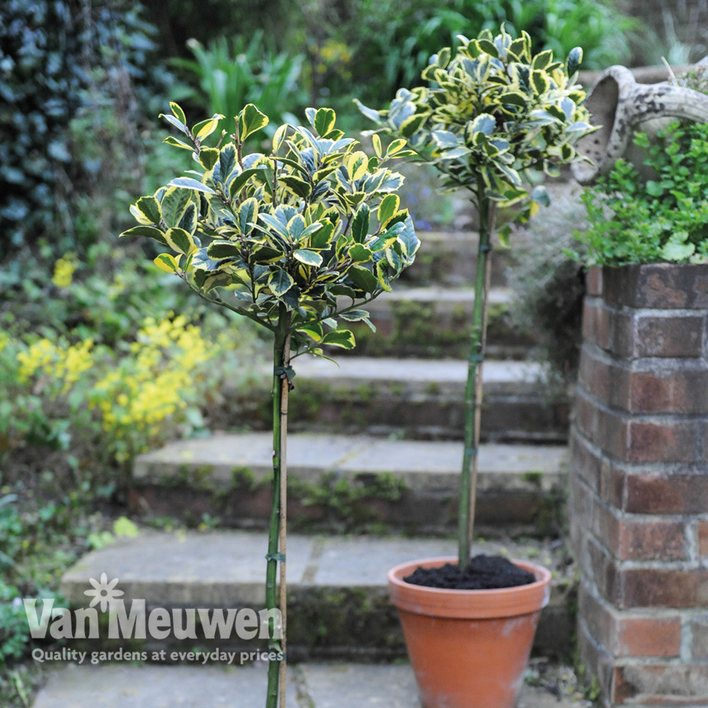 Holly 'Golden King' (Standard Tree)