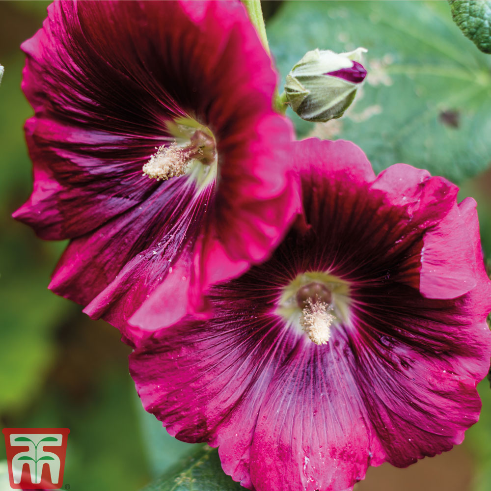 Hollyhock 'Creme de Cassis'