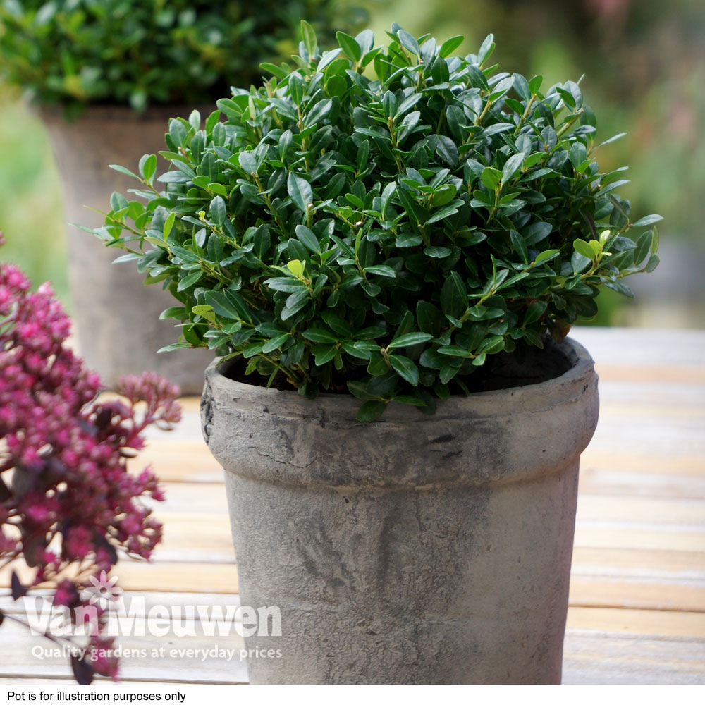 Ilex crenata 'Luxus Globe'