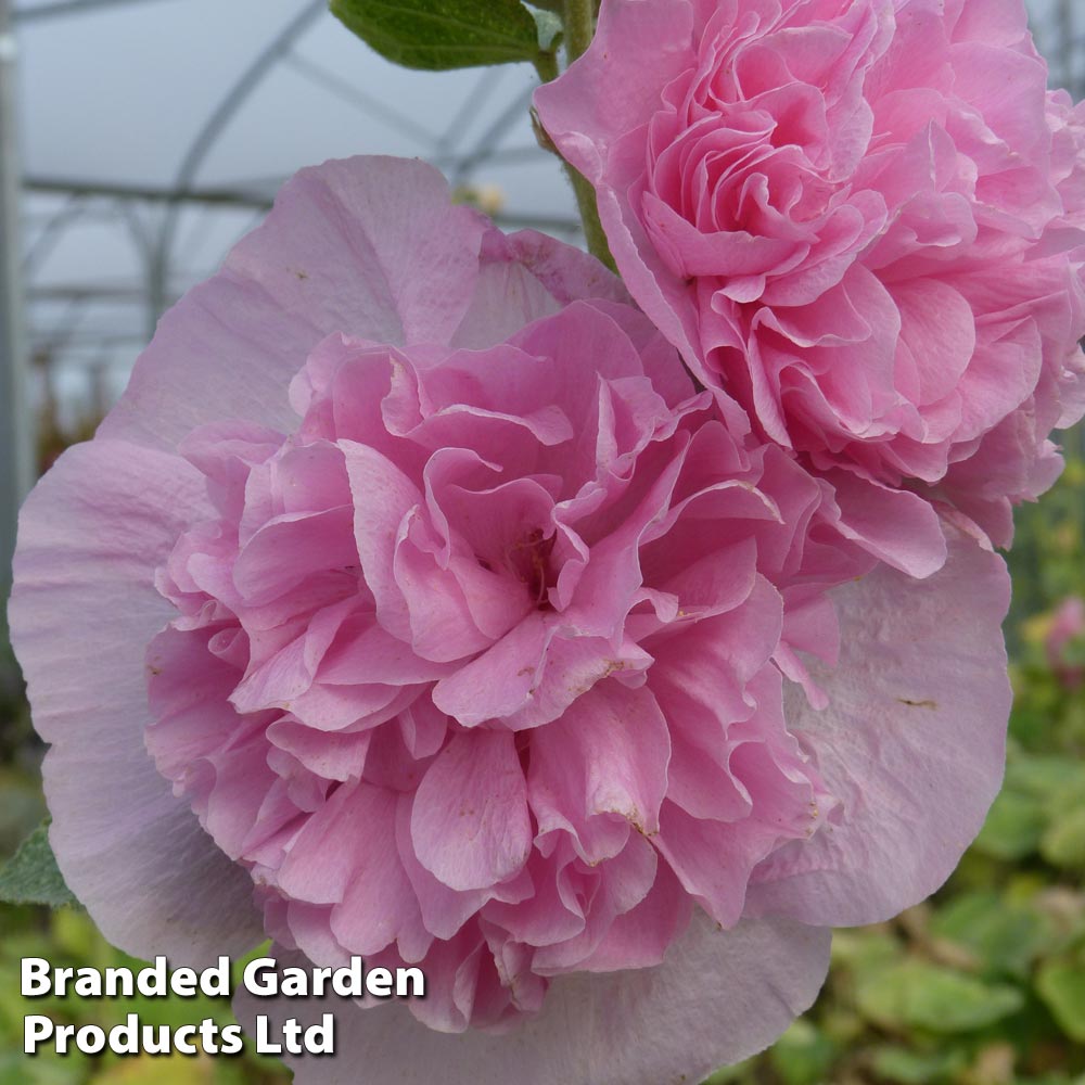 Hollyhock 'Chater's Salmon Pink'