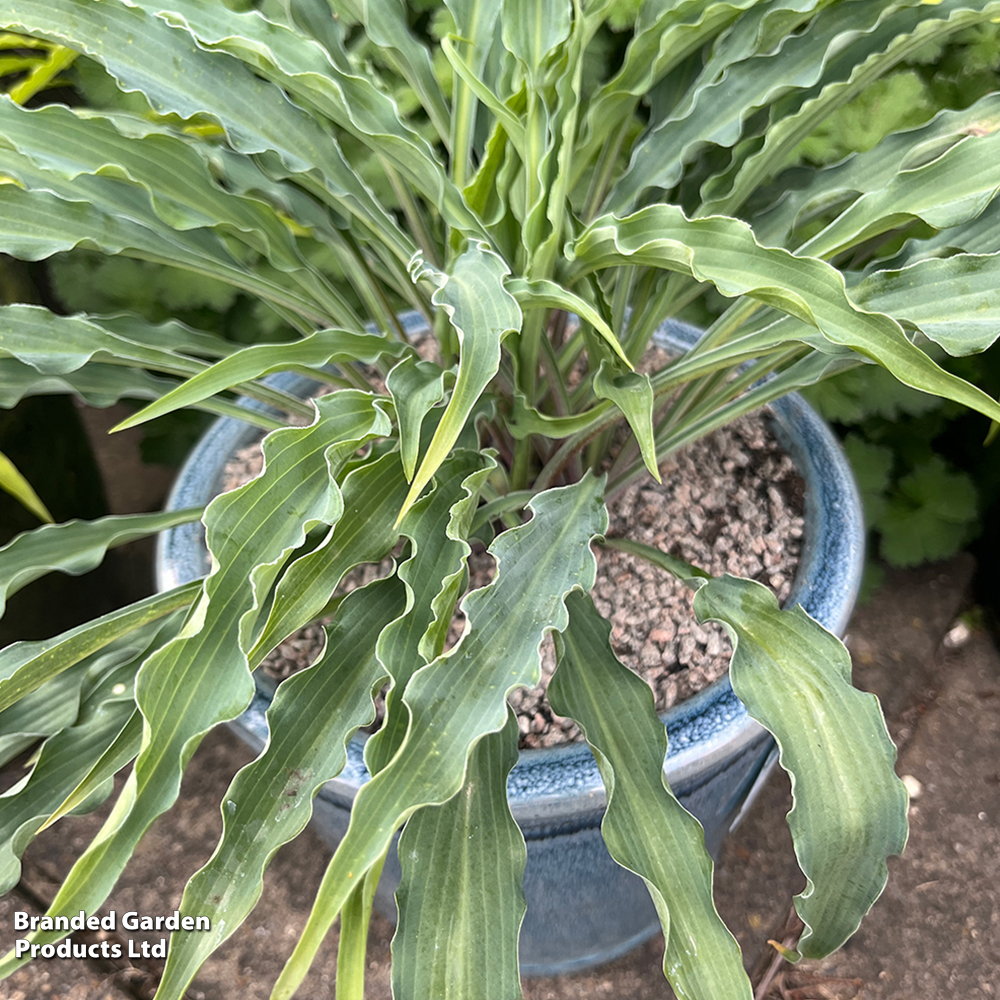 Hosta 'Party Streamers'