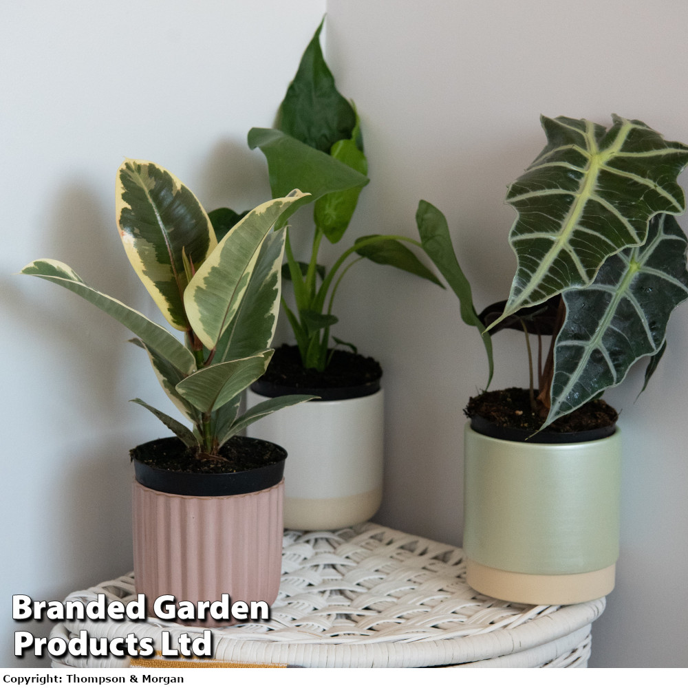 Green Houseplants Bathroom Trio