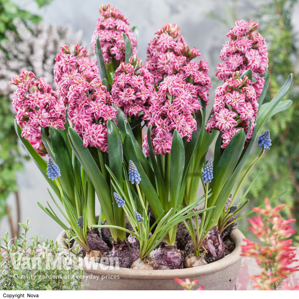 Hyacinth Double 'Eros'