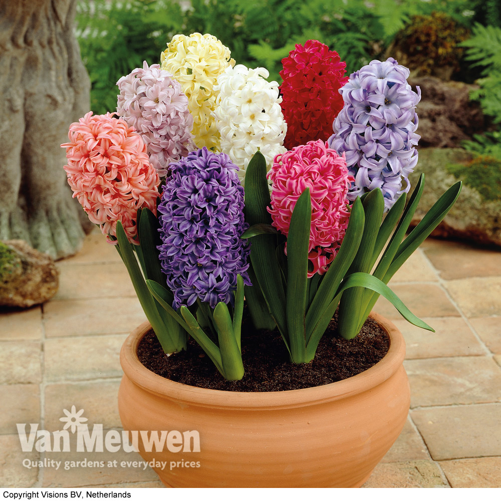 Hyacinth Breeders Selection