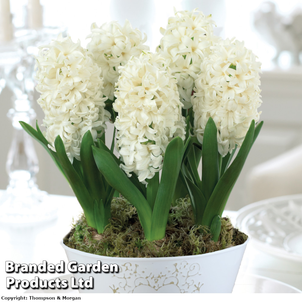 Hyacinth 'White Pearl'