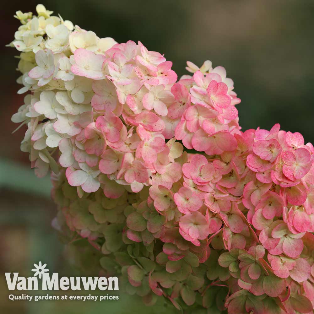 Hydrangea paniculata 'Sundae Fraise'