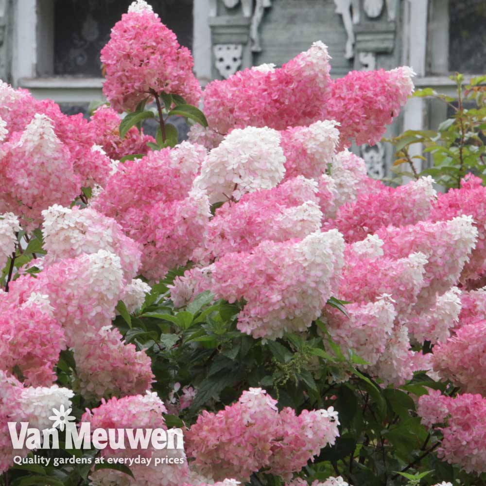 Hydrangea paniculata 'Vanille Fraise'