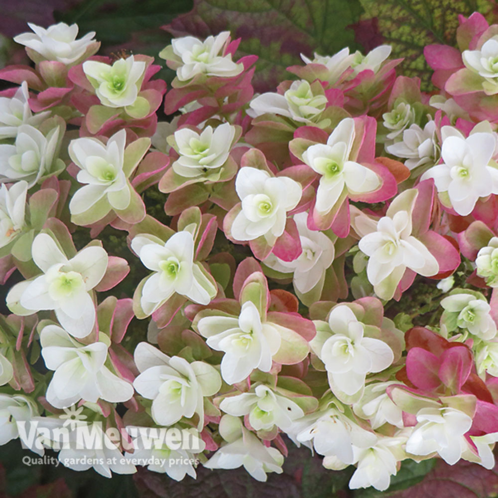 Hydrangea quercifolia 'Snowflake'