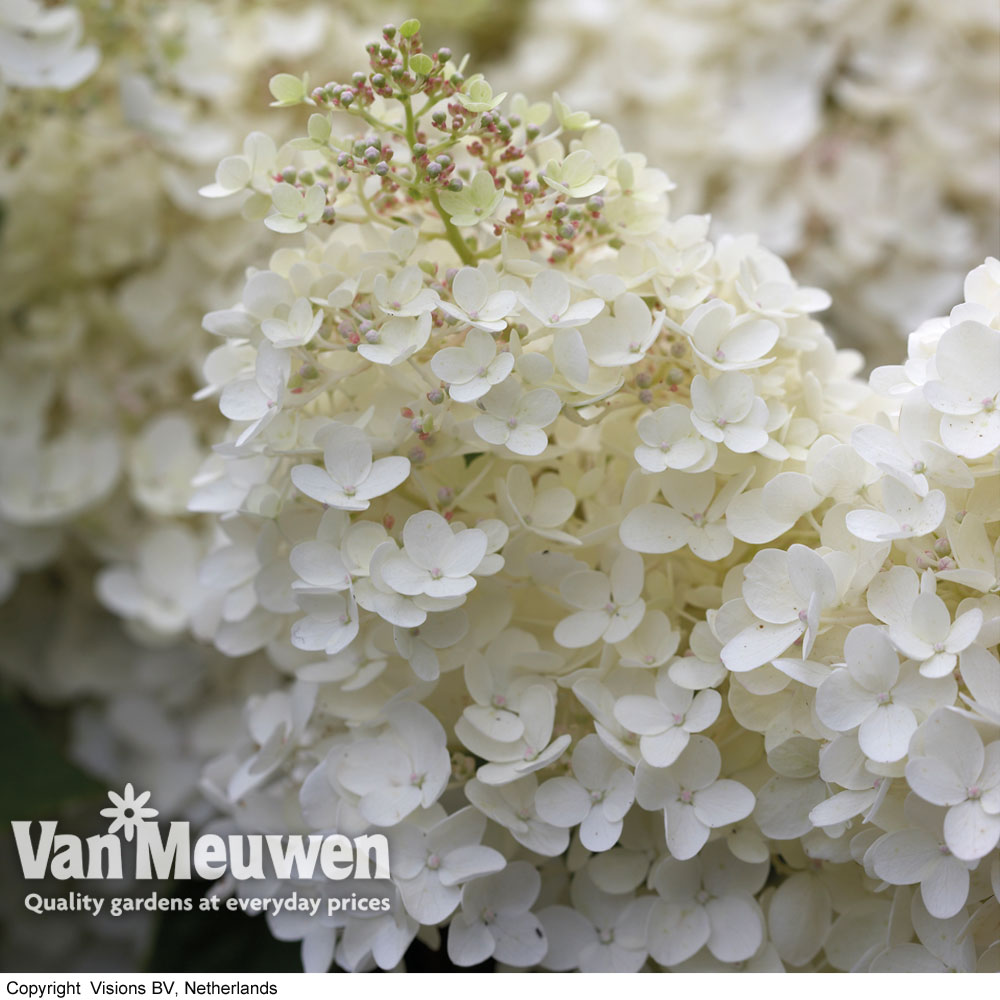 Hydrangea paniculata 'Grandiflora'