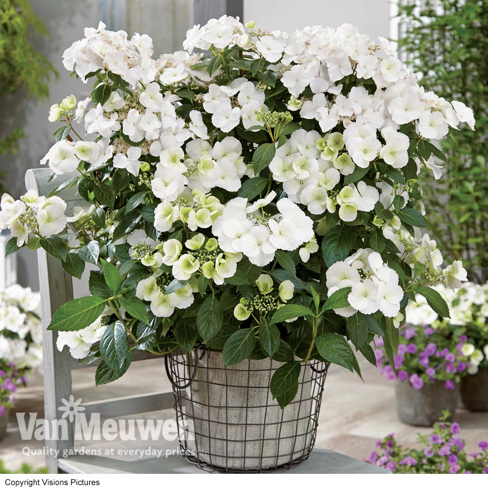 Hydrangea 'Runaway Bride'