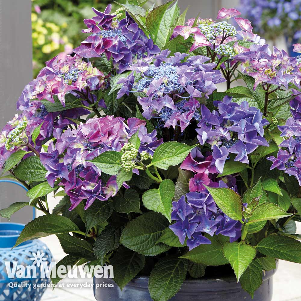 Hydrangea macrophylla 'Black Diamonds Shining Angel Blue'