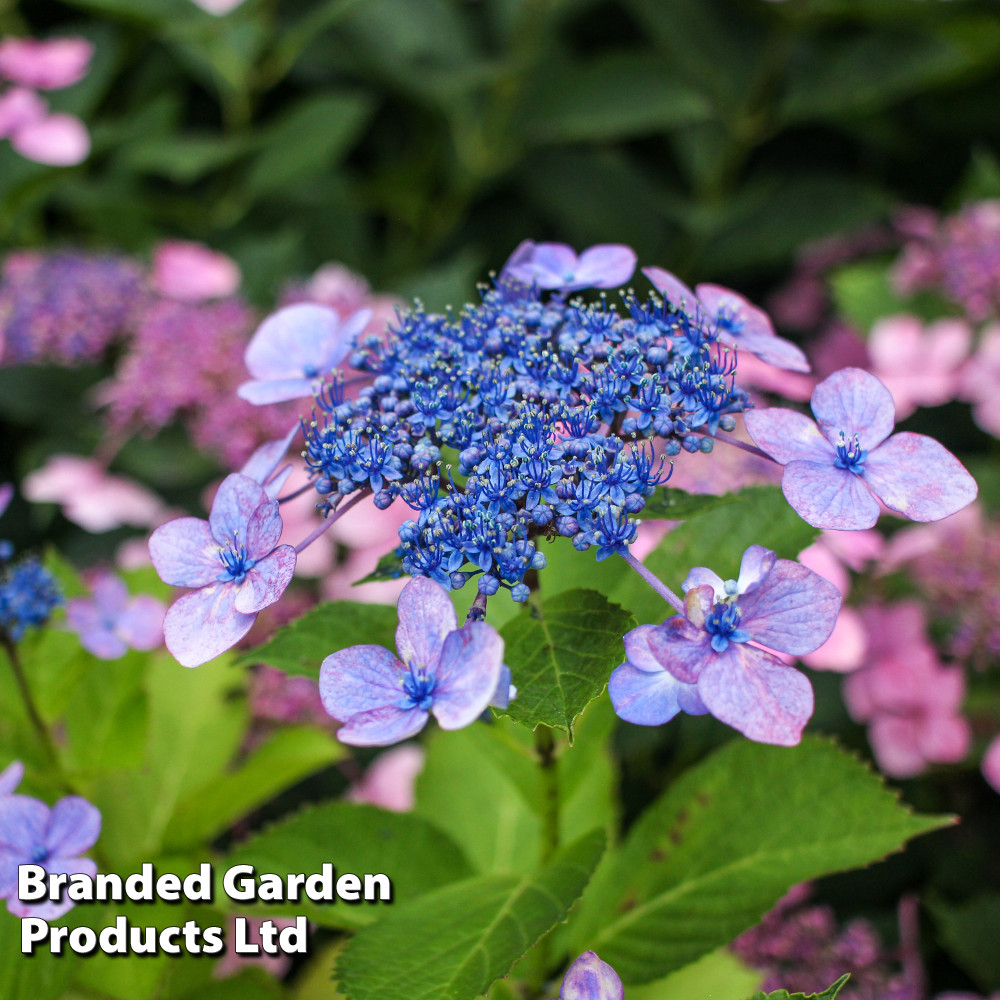 Hydrangea serrata 'Bluebird'