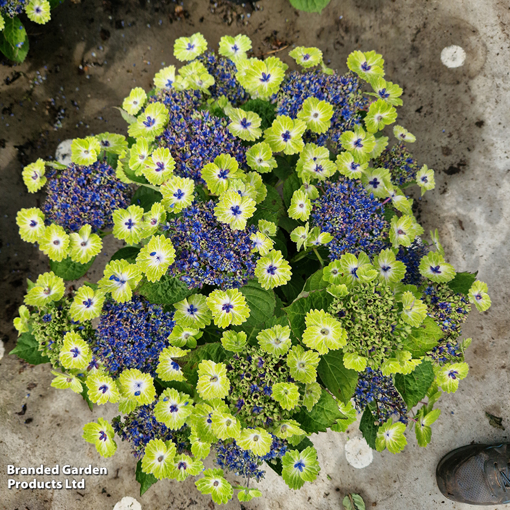 Hydrangea 'Teller Green Dream'