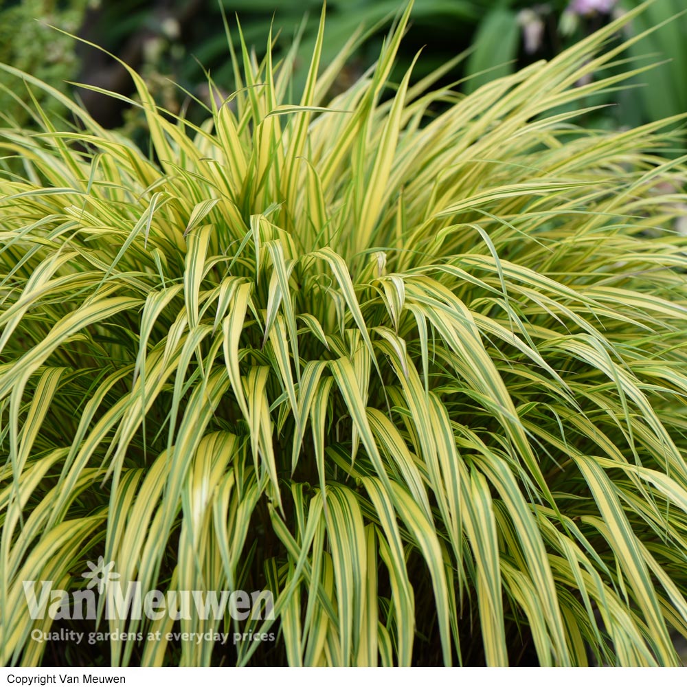 Hakonechloa macra 'Aureola'