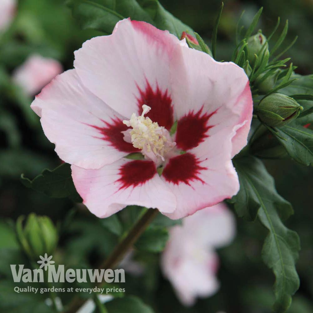 Hibiscus syriacus 'Hamabo'