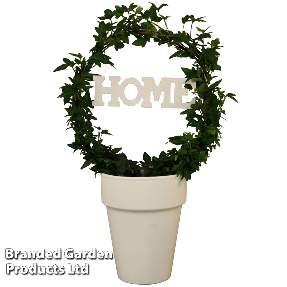 Hedera Home Hoop