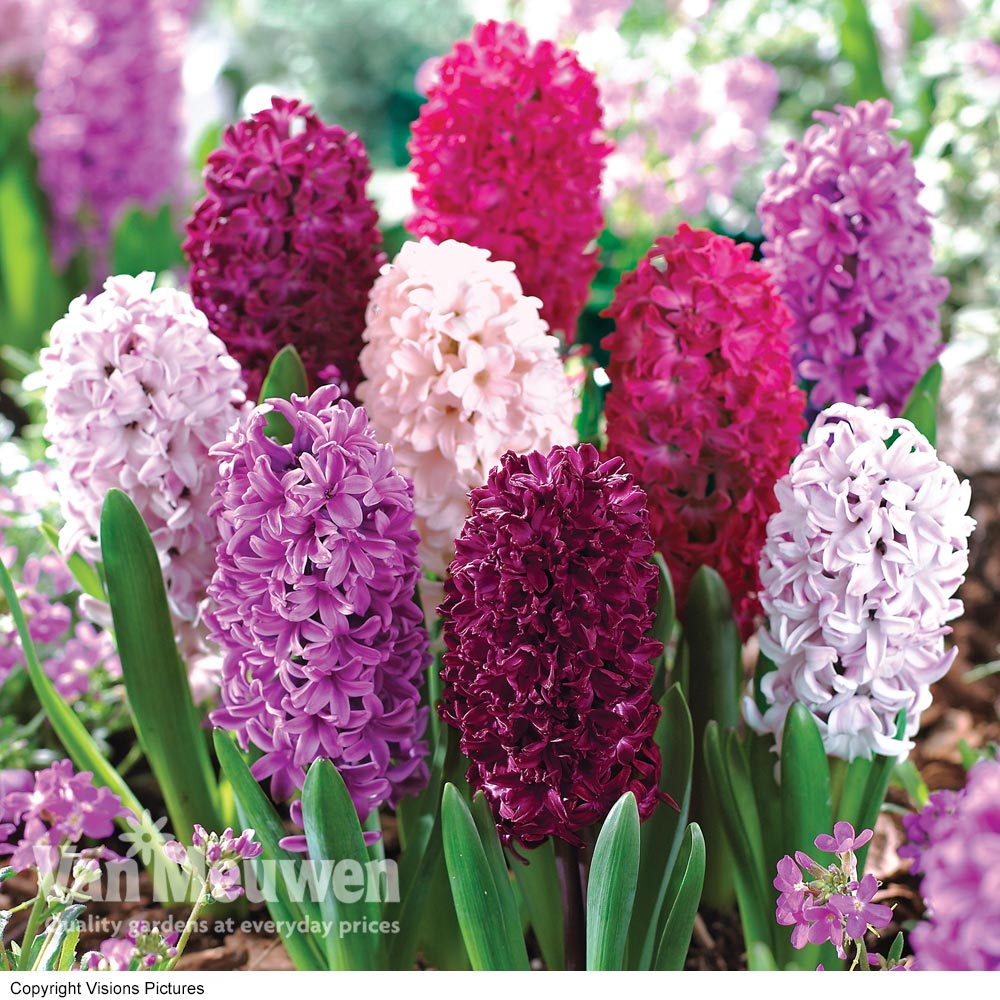 Hyacinth 'Berries and Cream Mix'