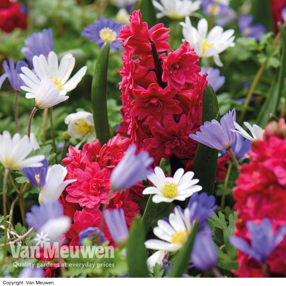 Hyacinth Hollyhock & Anemone Blanda Mix