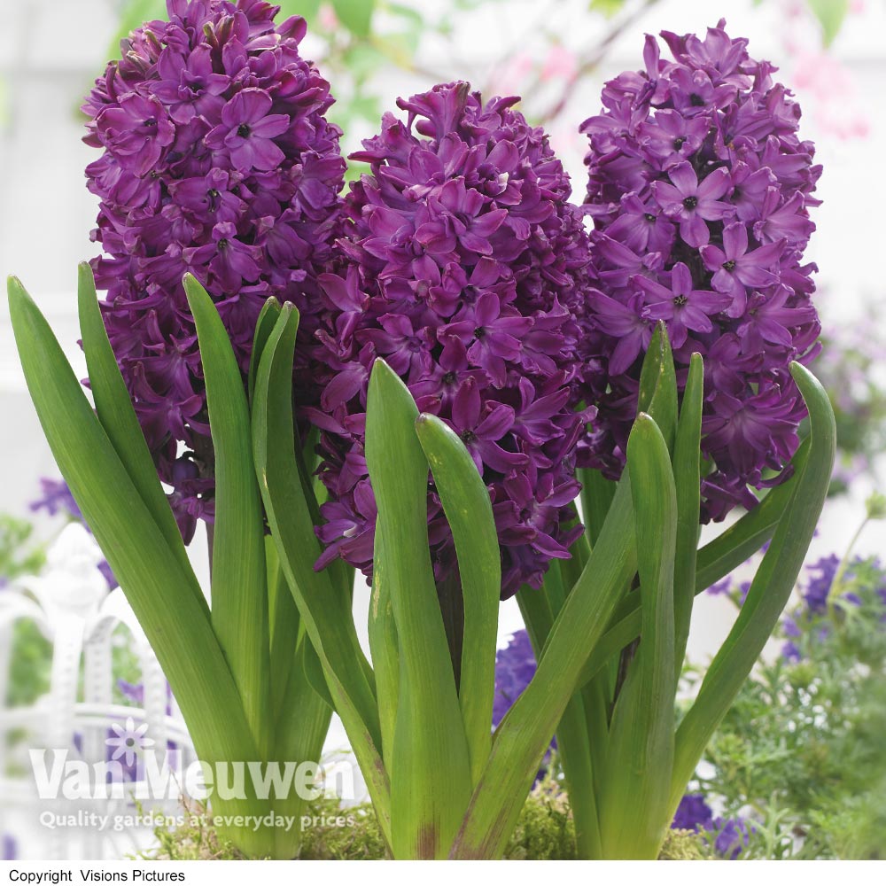 Hyacinth 'Woodstock'