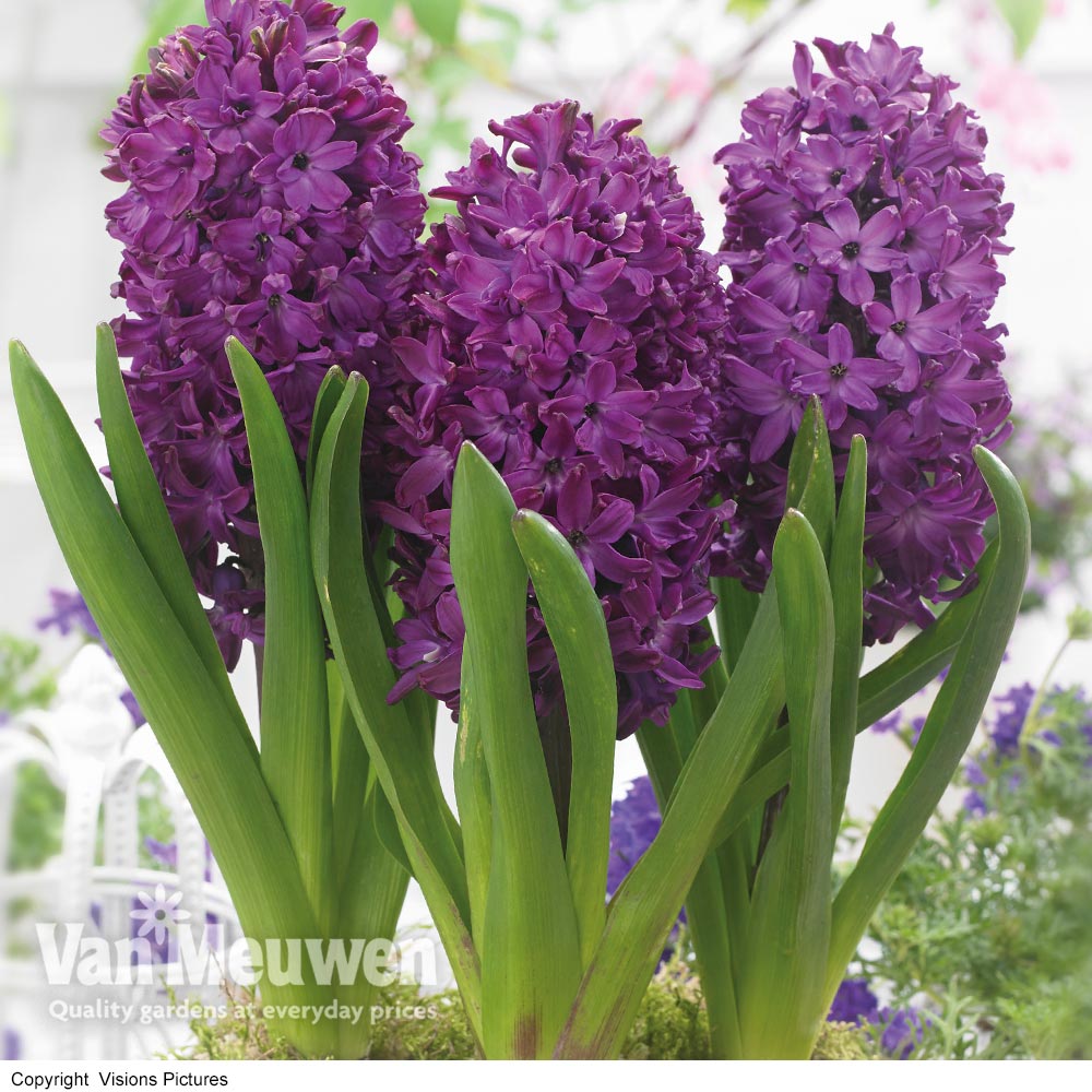 Hyacinth 'Woodstock'