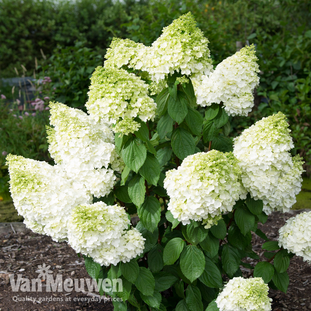 Hydrangea paniculata 'Magical Moonlight'