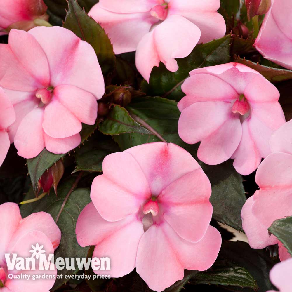 Busy Lizzie 'Sunpatiens Vigorous Rose Pink' (New Guinea)