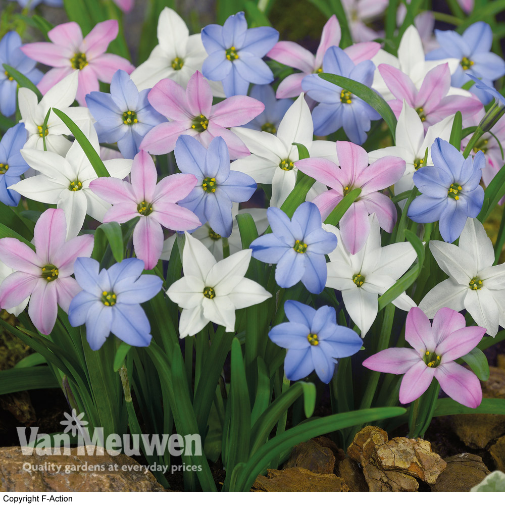 Ipheion 'Mixed'