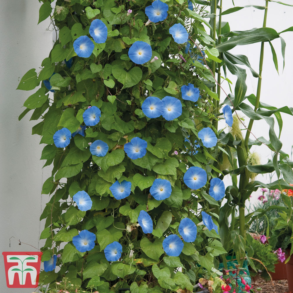 Morning Glory 'Heavenly Blue'