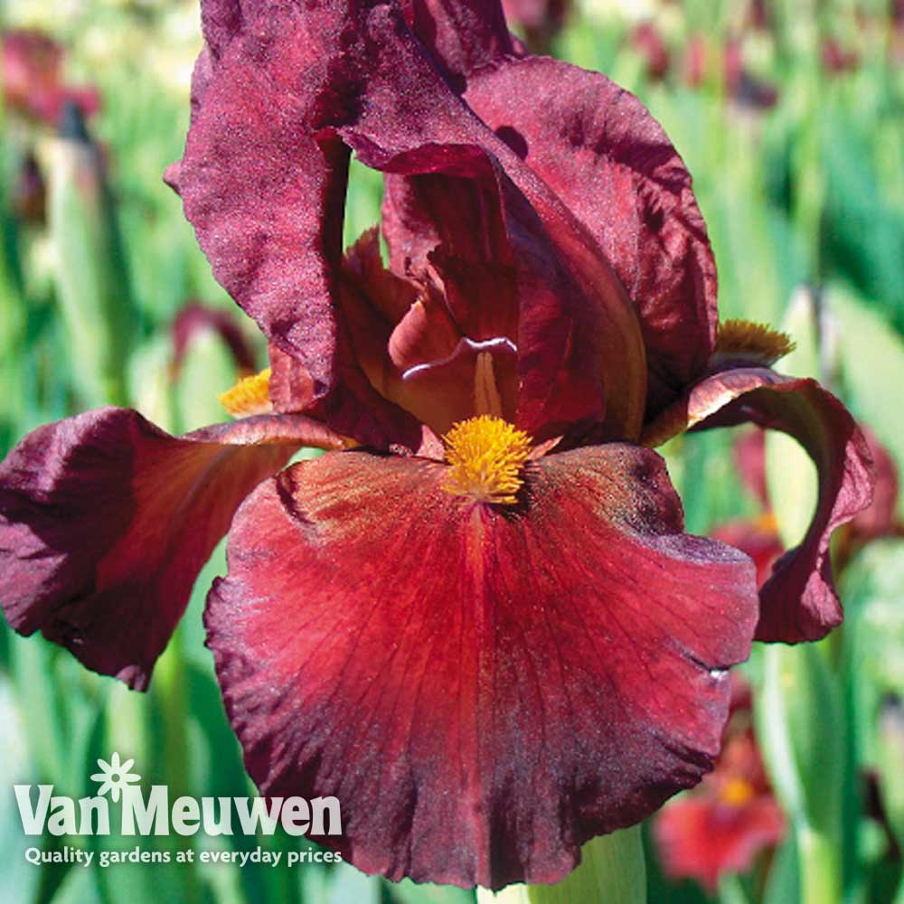 Iris 'Fabulous Jeanette' (Fragrant)