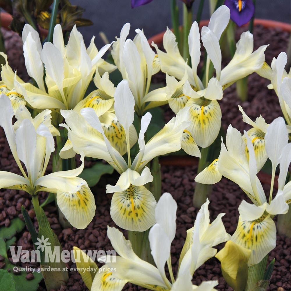 Iris 'Katharine's Gold'