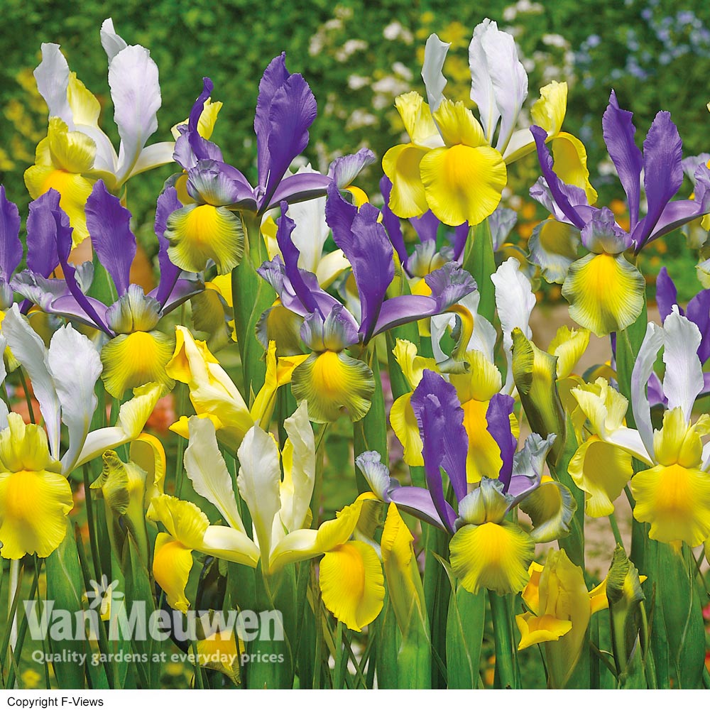 Iris 'Mysterious Rainbow'