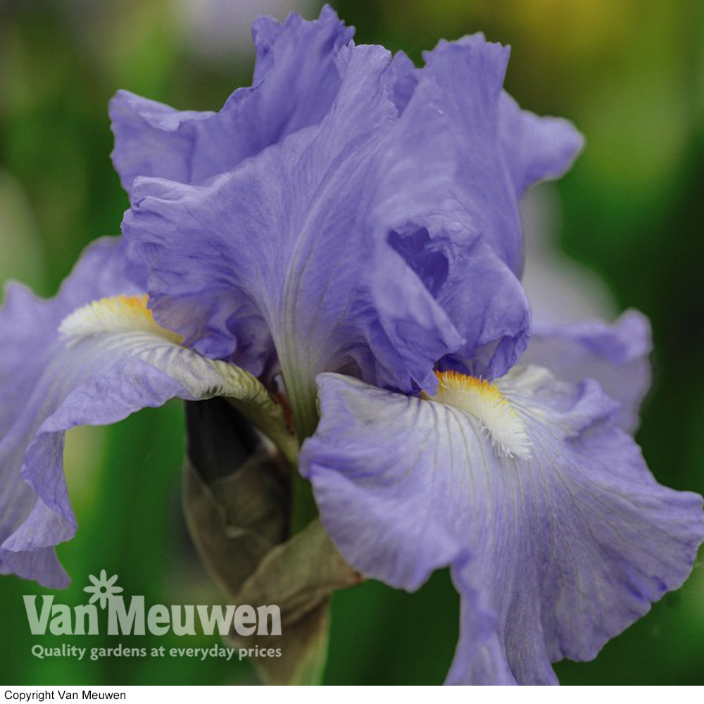 Iris 'Victoria Falls'