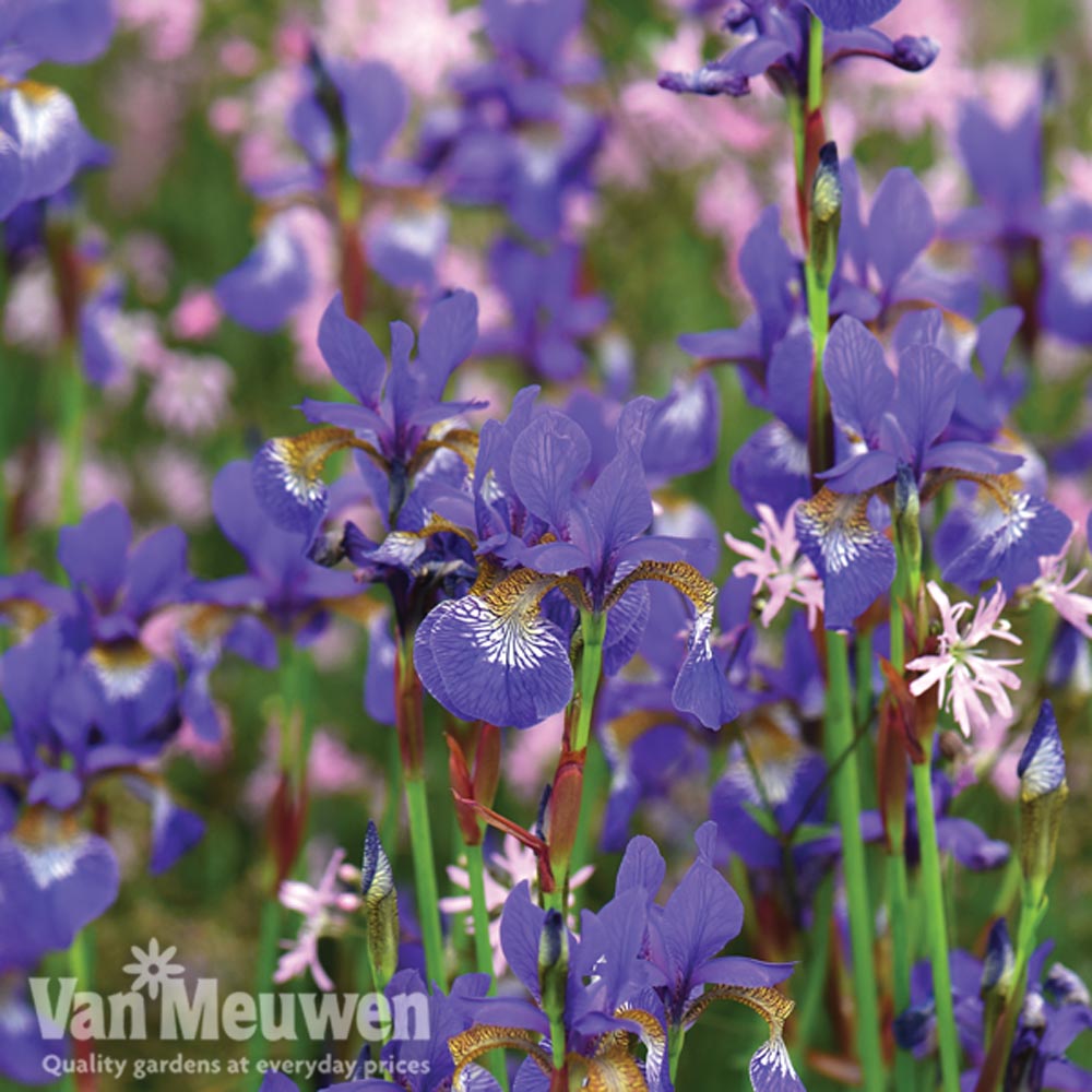 Iris sibirica 'Tropic Night'