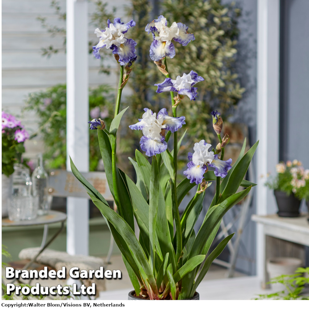 Iris germanica 'Miles Ahead'