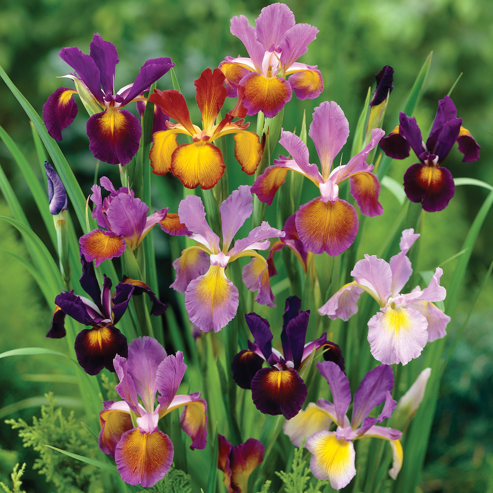 Iris 'Metallic Mix'